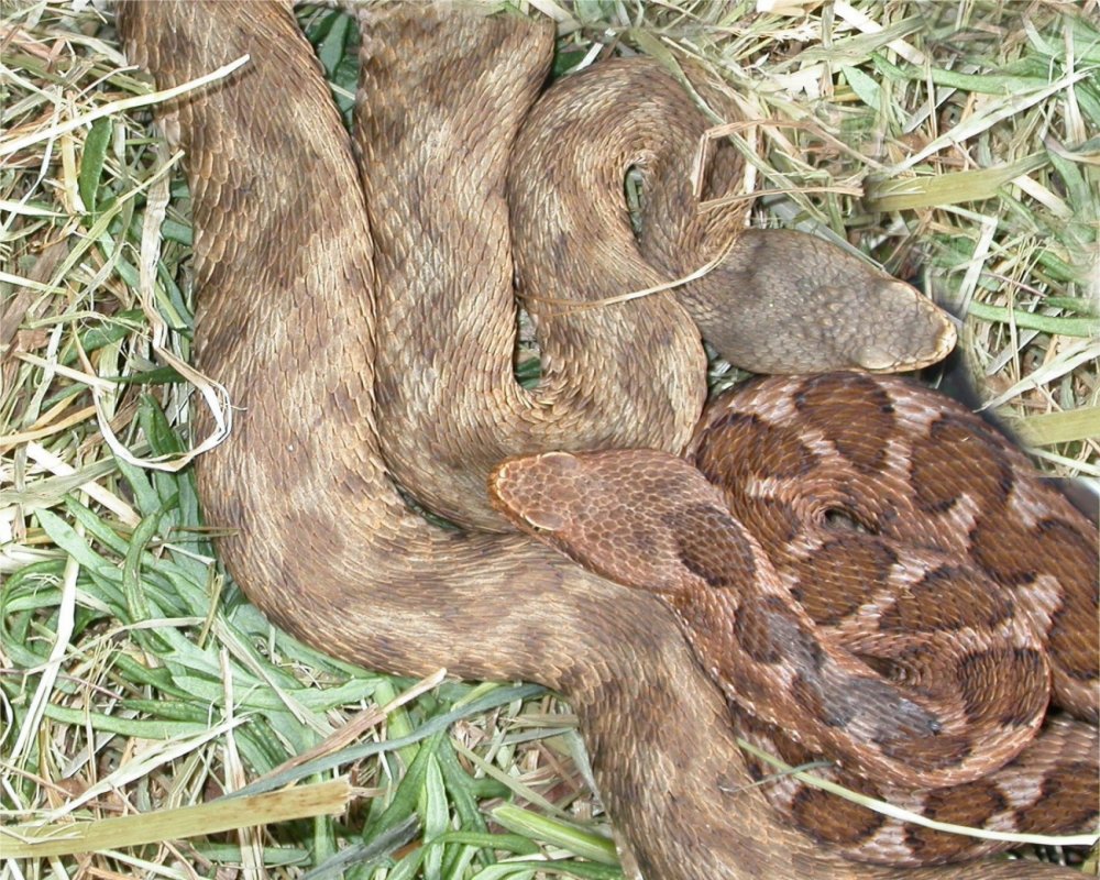 Vipera concolor